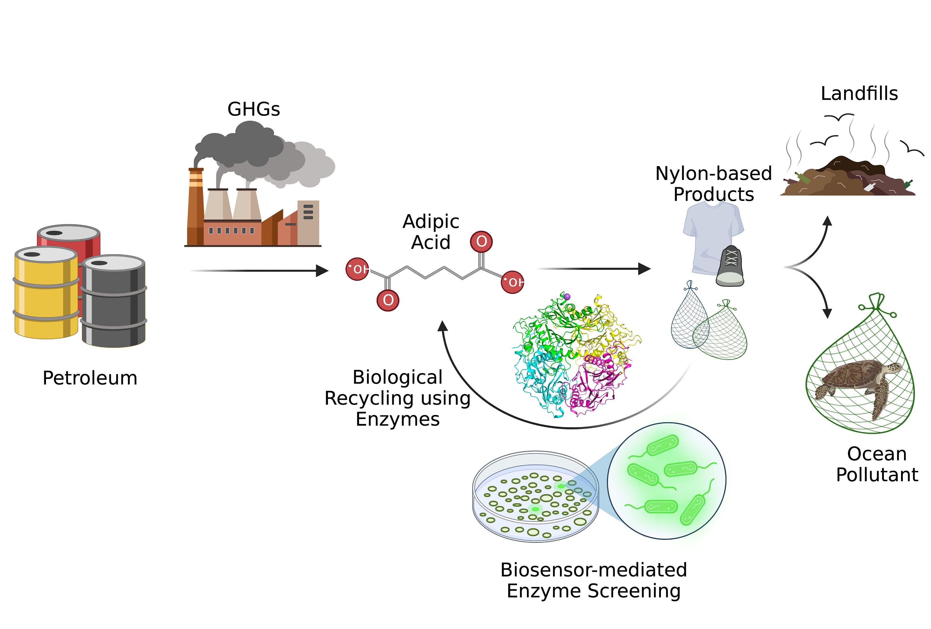 Biosensor flow chart